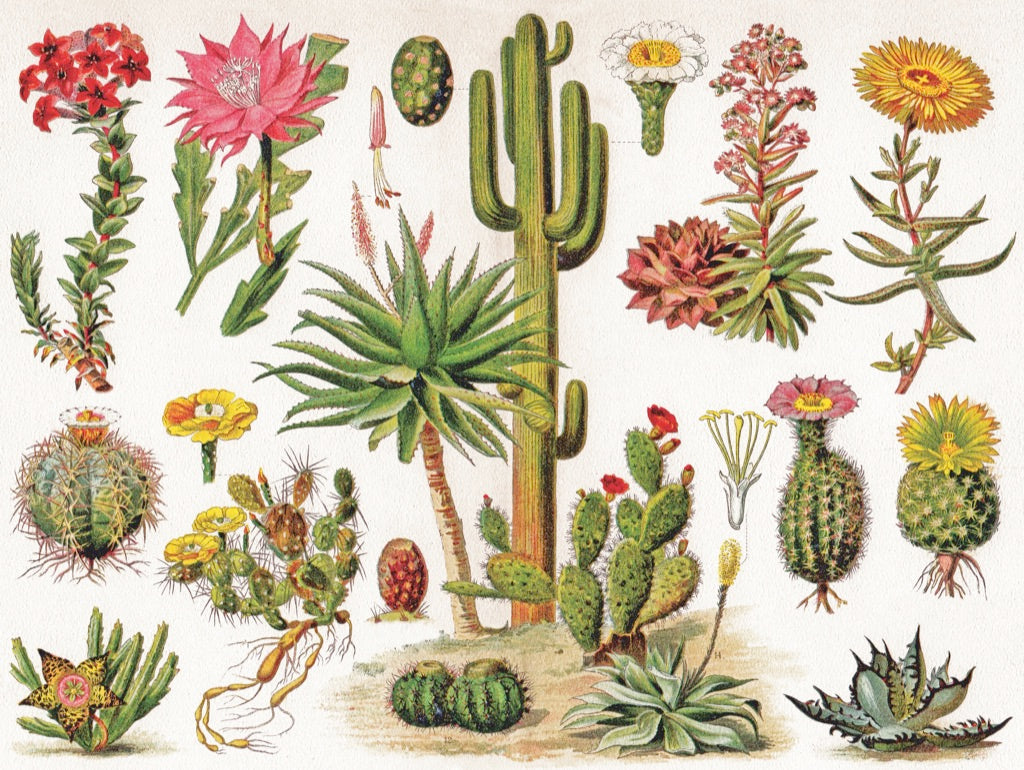 Instagram: @xena.pieces.cacti