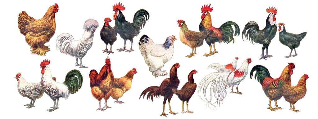 Chickens ~ Poules Mug Image 3