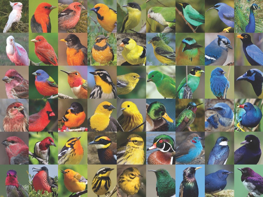 Rainbow of Birds Image 3
