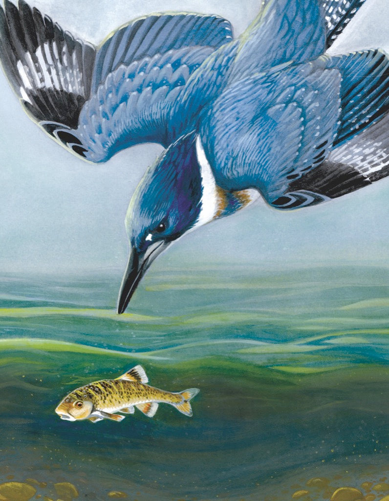 Belted Kingfisher Mini Image 3