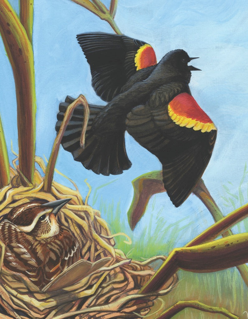 Red-winged Blackbird Mini Image 3