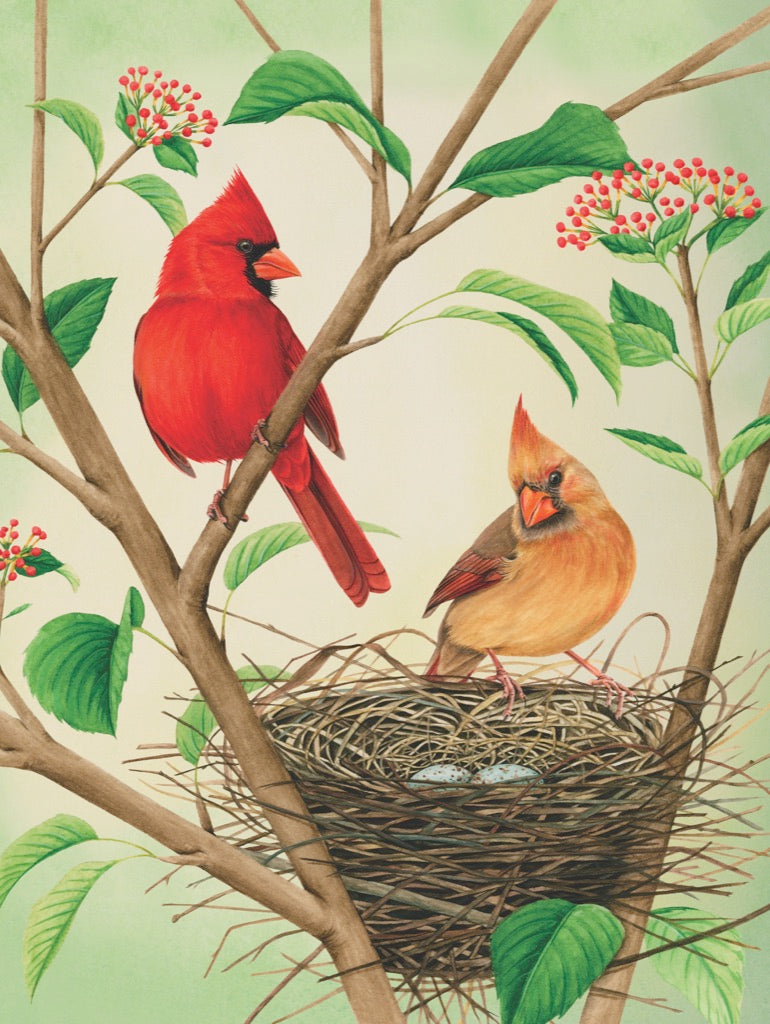 Northern Cardinals Image 3