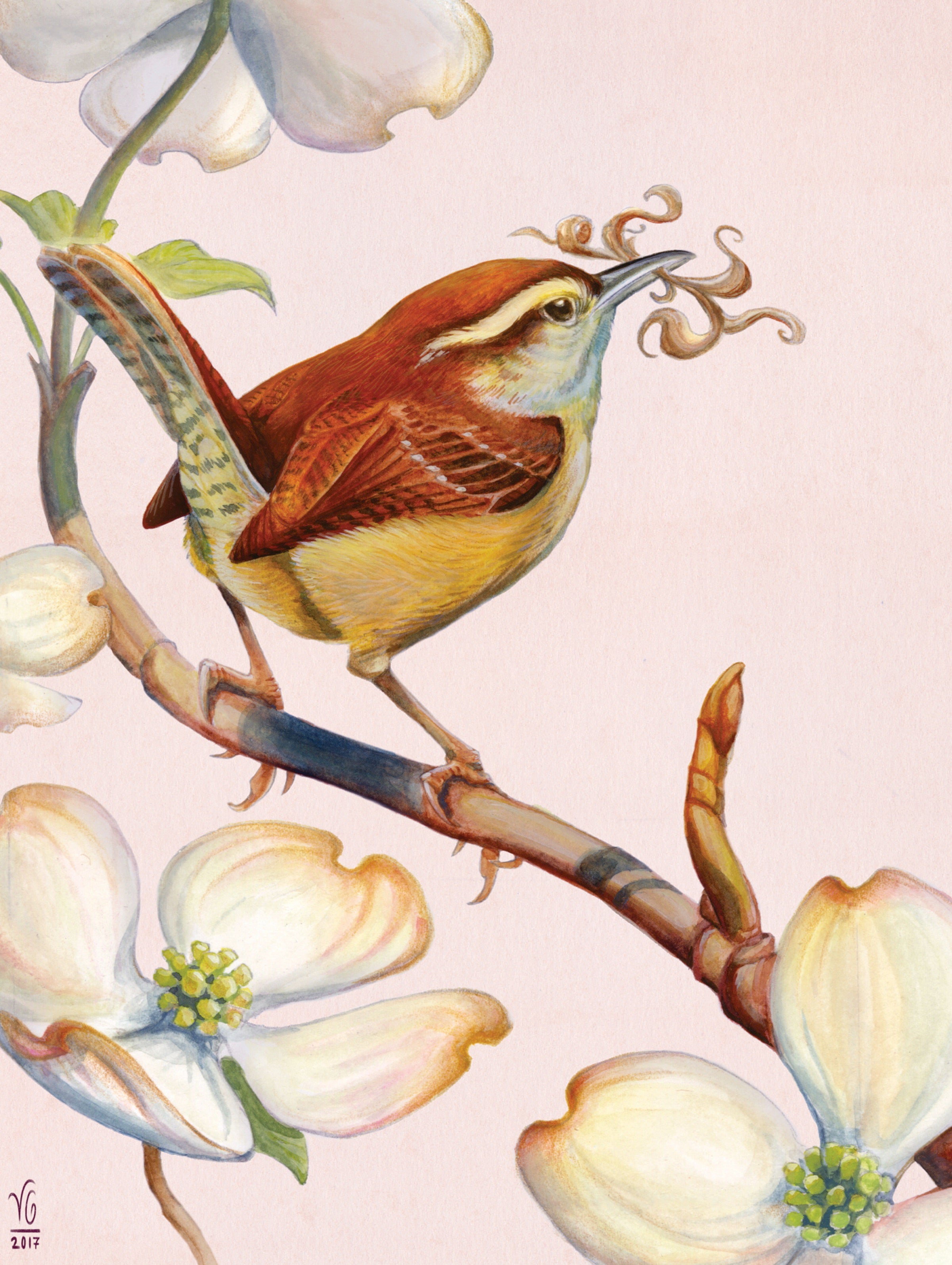 Carolina Wren Image 3