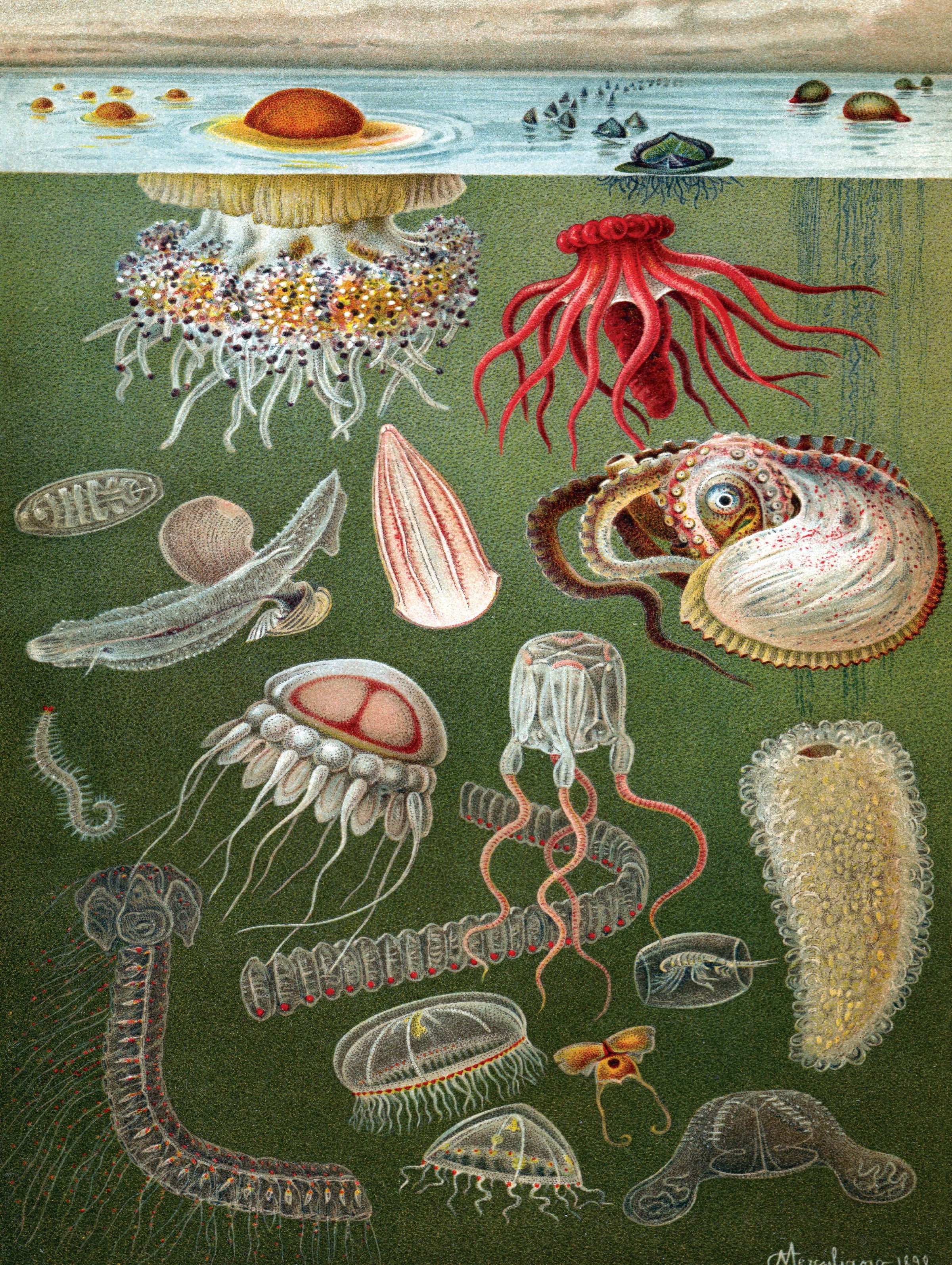 Under the Sea Image 3
