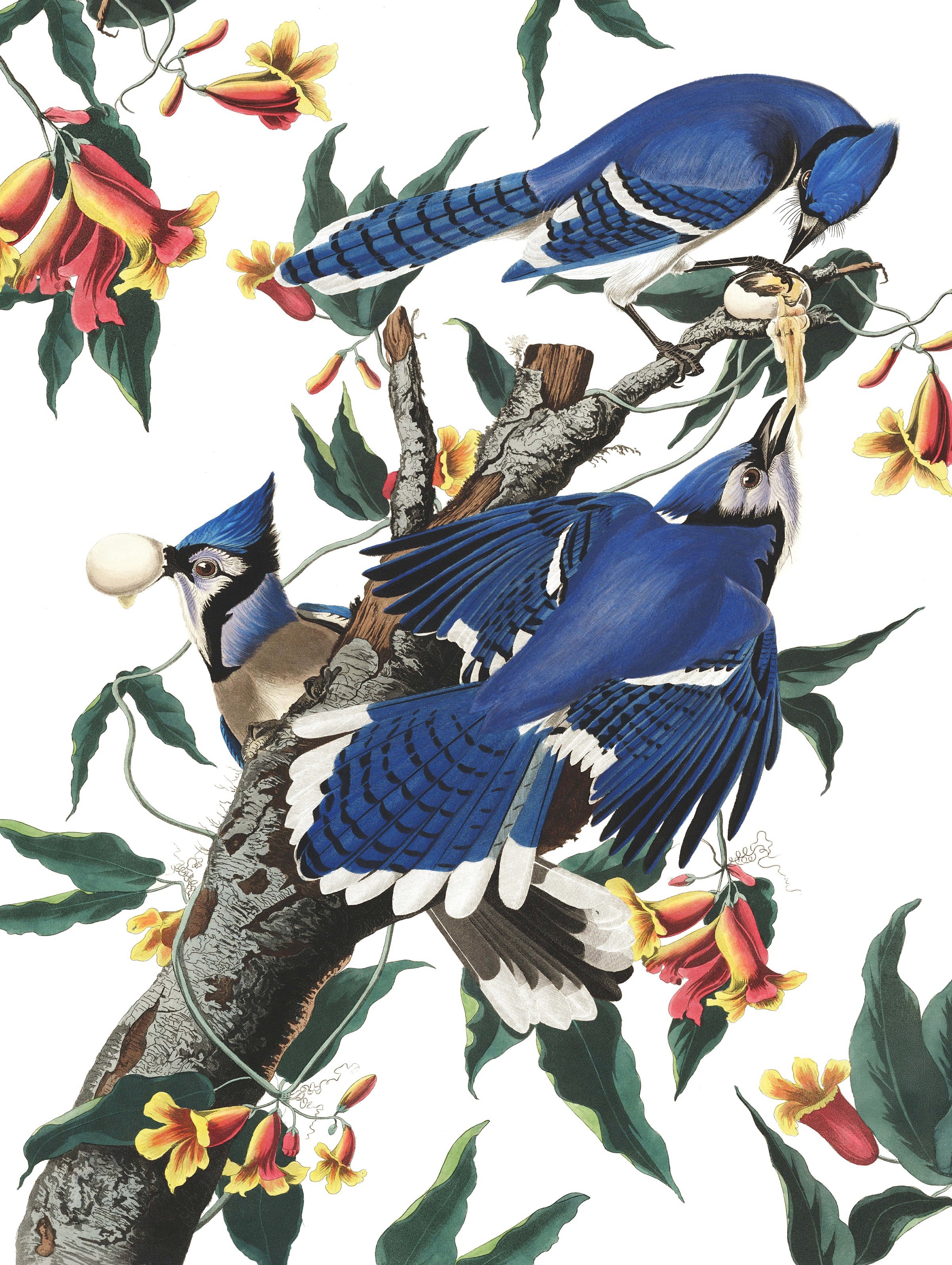 Blue Jays Image 3