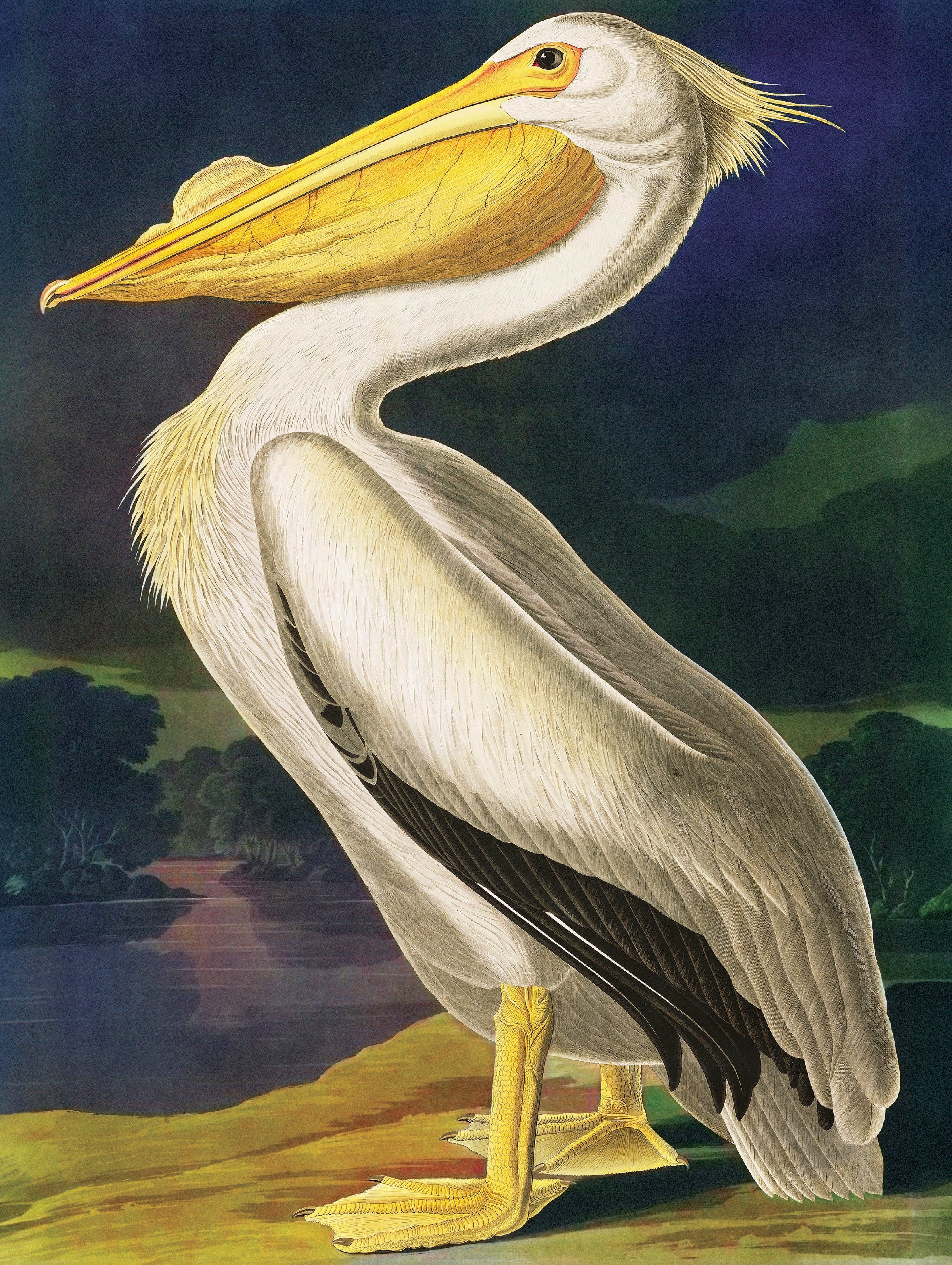 Majestic Pelican Image 3