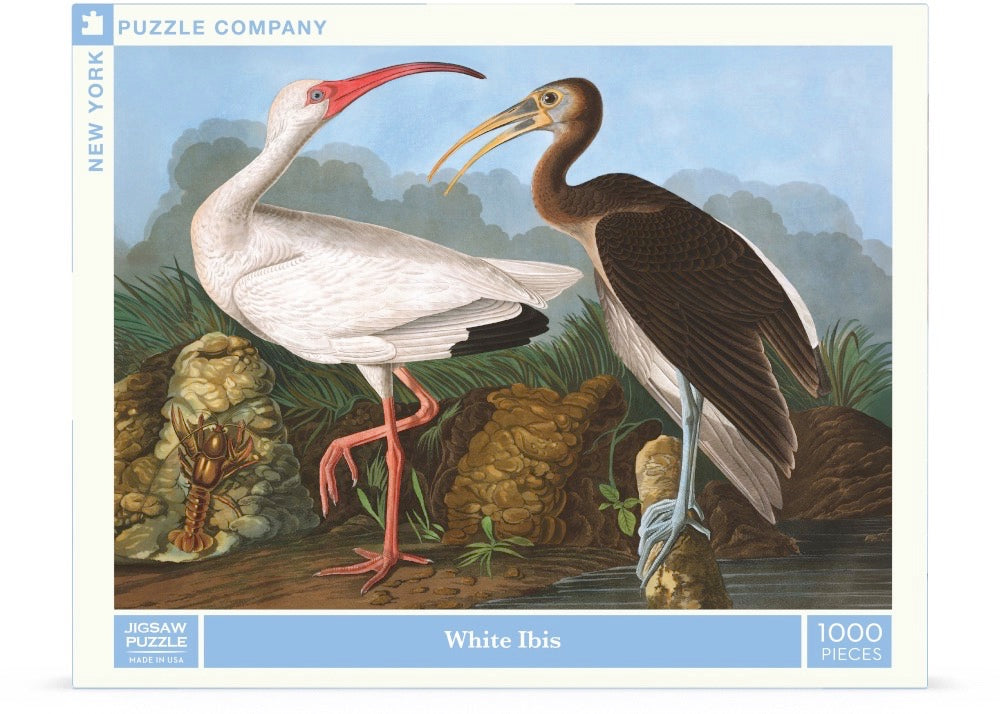 White Ibis Image 2