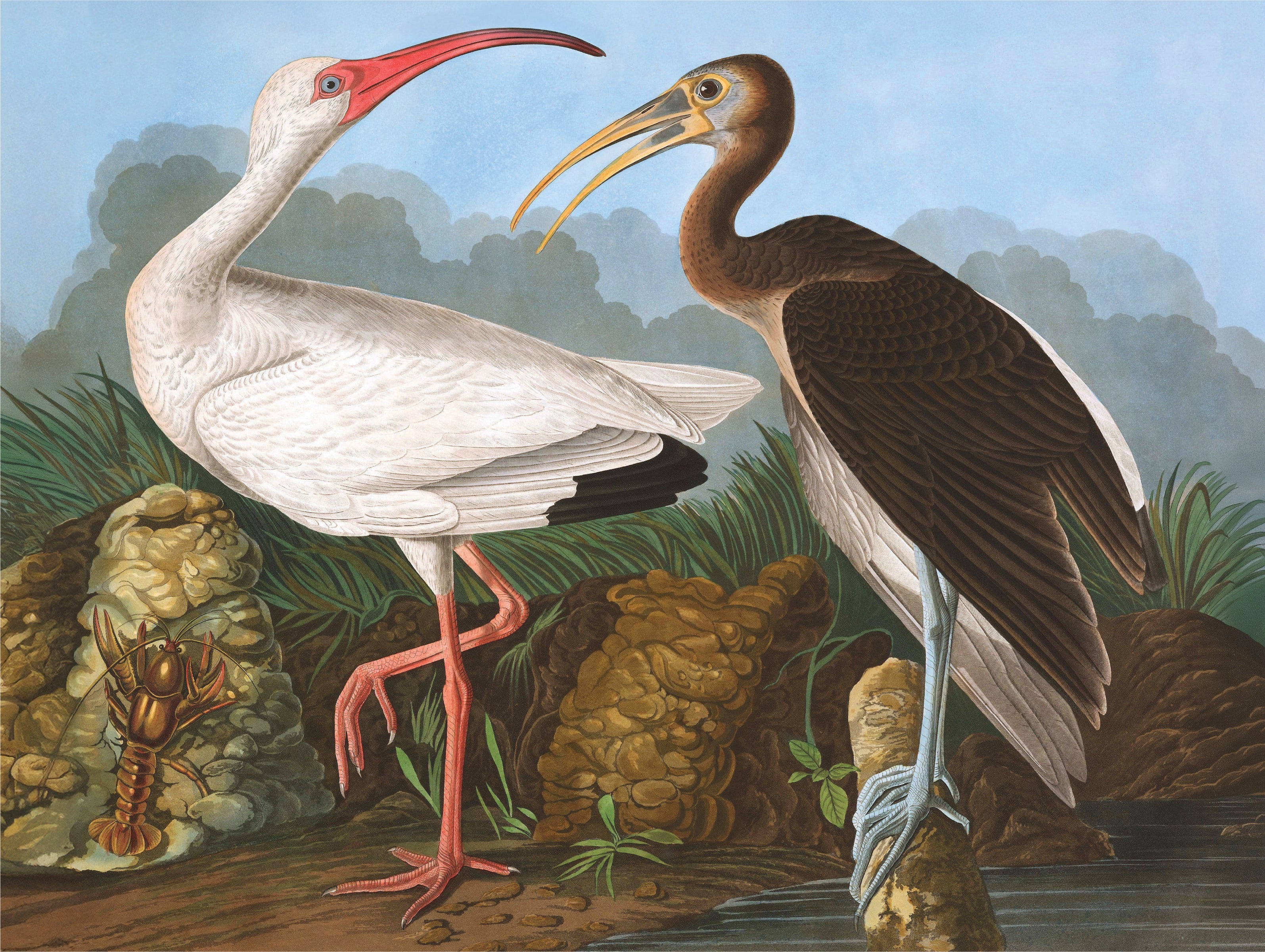 White Ibis Image 3