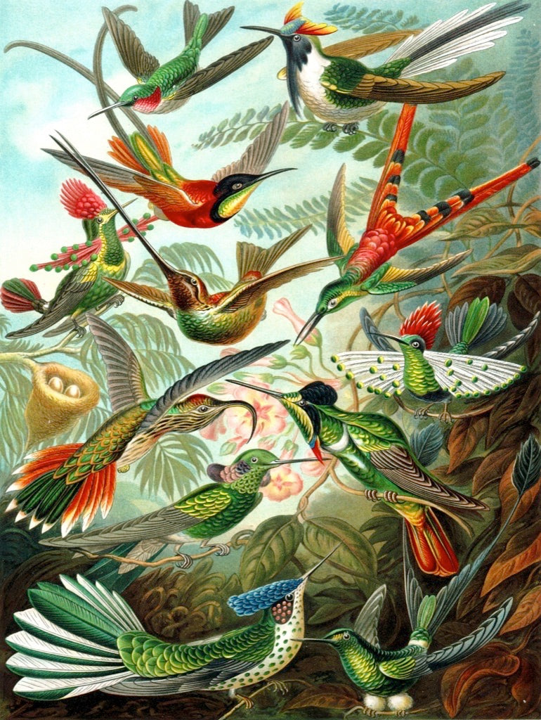 Hummingbirds Image 3